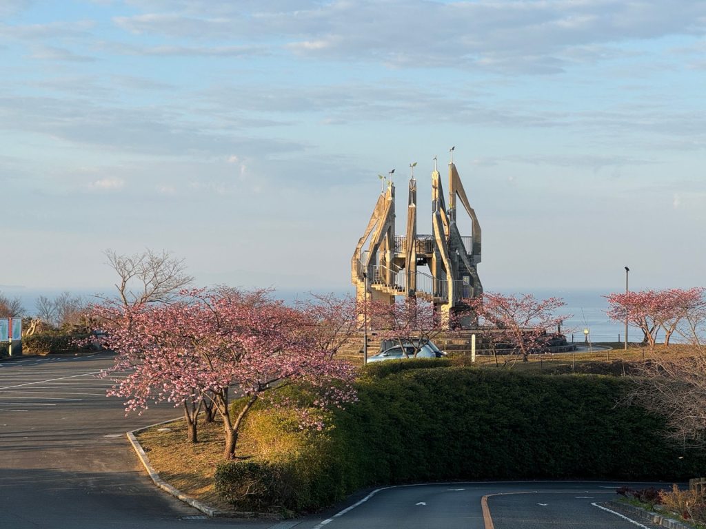 御立岬公園河津桜