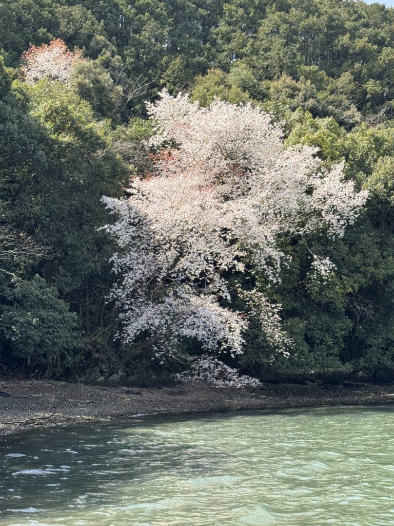 海の桜続編