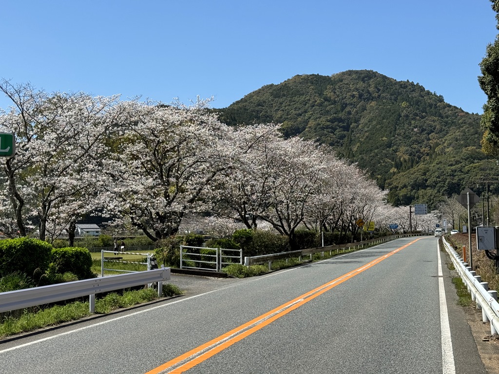 桜満開湯浦河川緑地公園