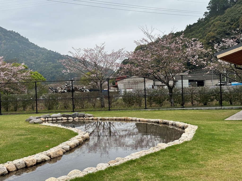 今朝の桜